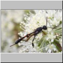 Gasteruption sp - Gichtwespe w01a 10mm.jpg